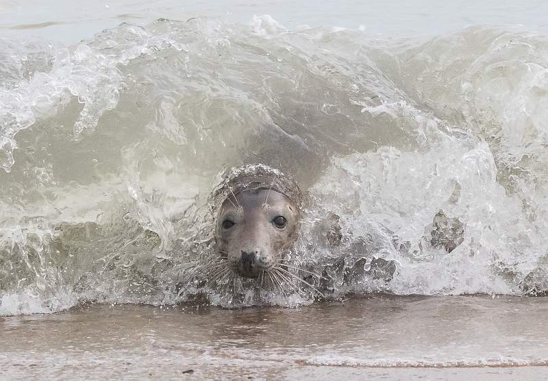 Seal Surfing.jpg